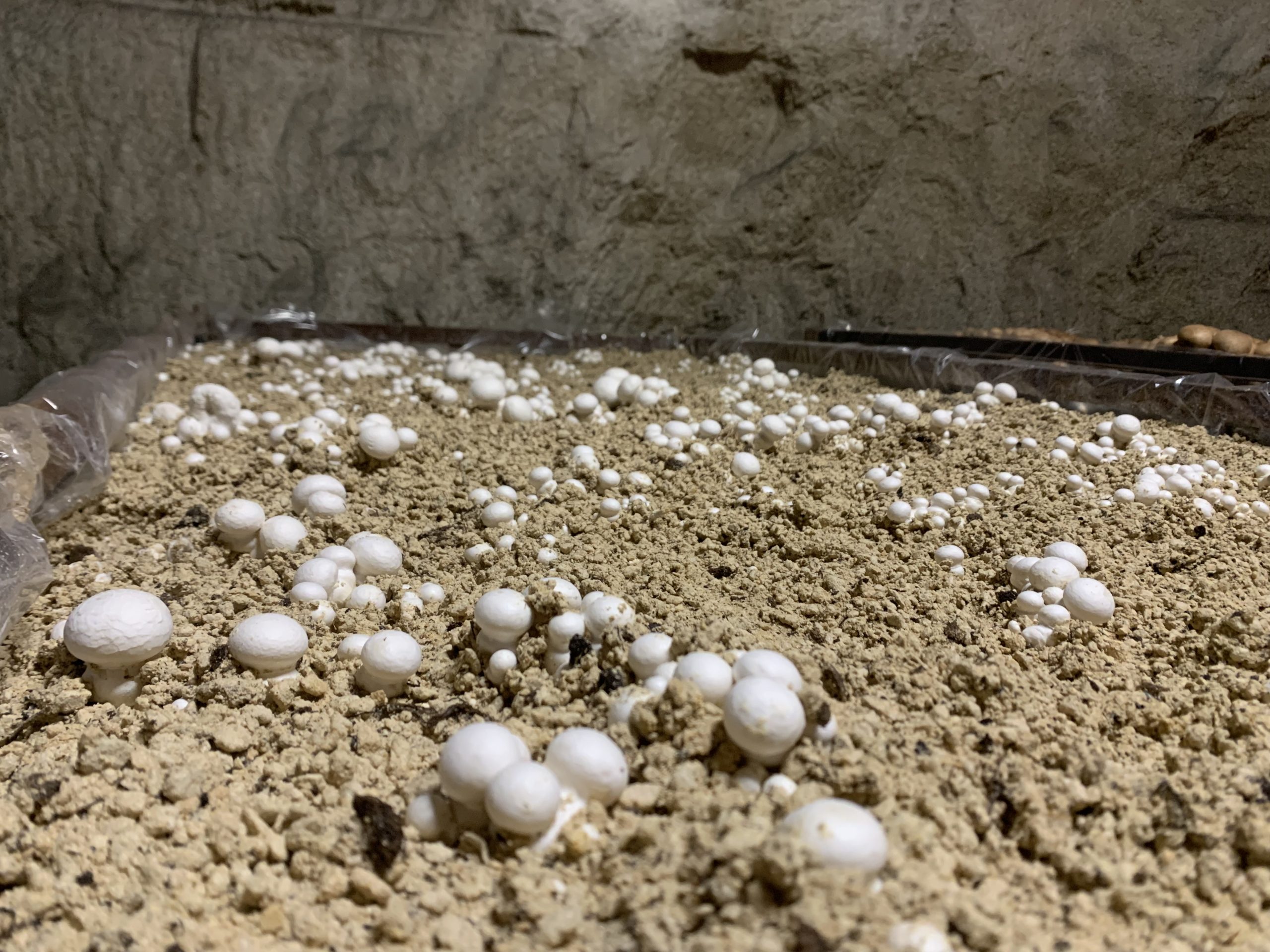 Il faut 4 semaines de pousses pour récupérer les champignons.